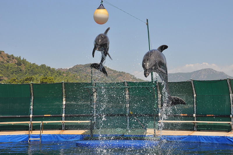 پارک دلفین و دلفین تراپی مارماریس ترکیه